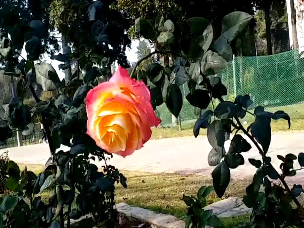 Chandigarh Rose Festival 2023
