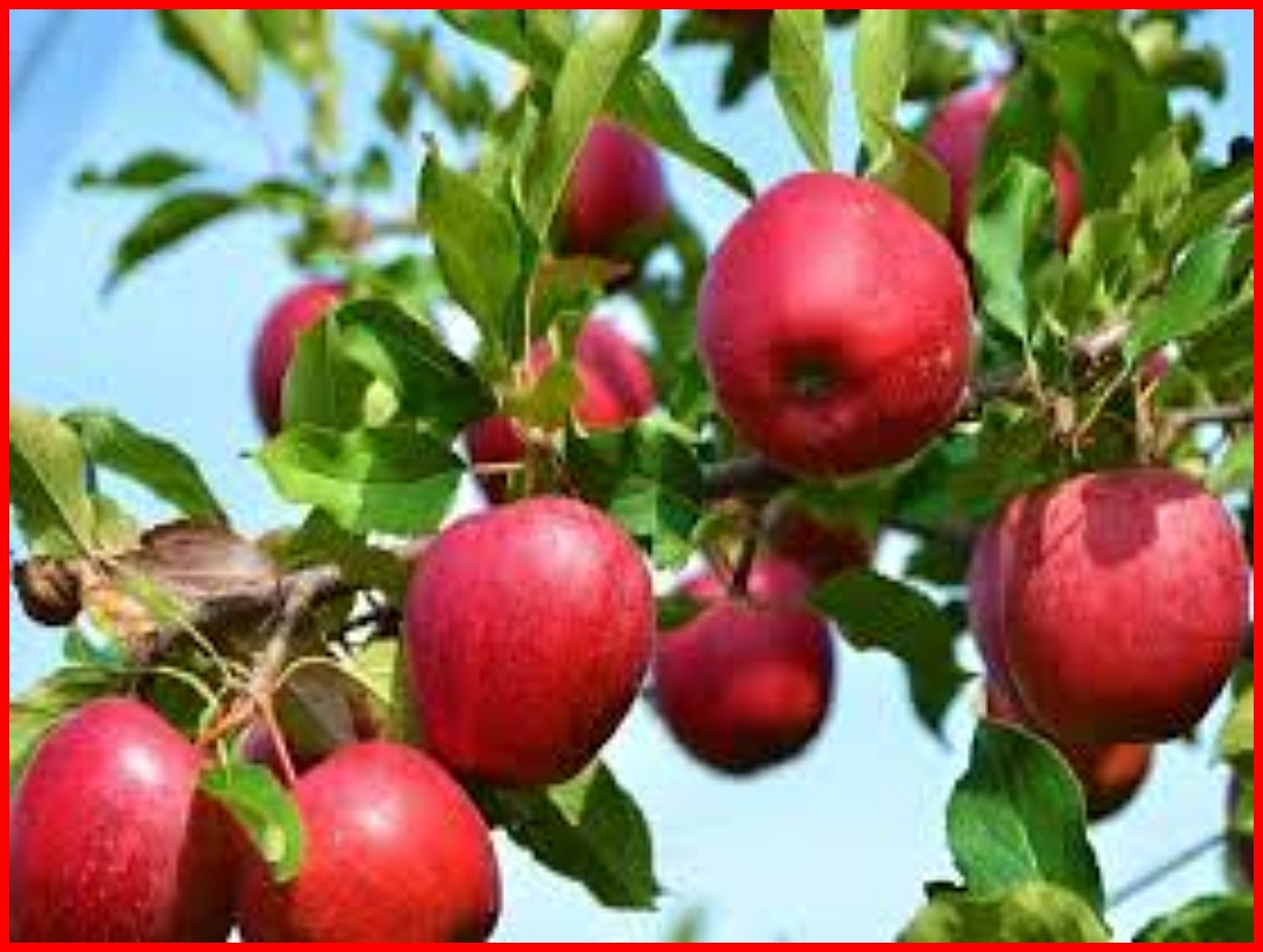 शिमला जिला में तैयार होता है 80 फीसदी सेब