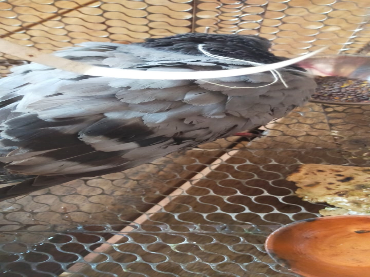 Pigeon With Blood Urdu Letter In UP