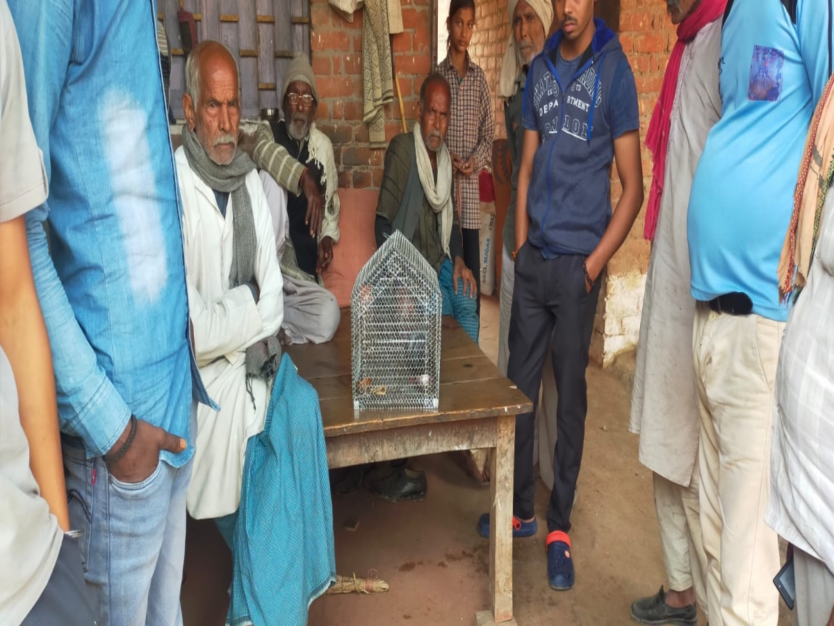 Pigeon With Blood Urdu Letter In UP