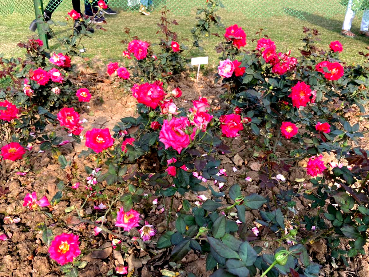 chandigarh-latest-news-chandigarh-rose-festival-start-chandigarh-rose-festival-2023