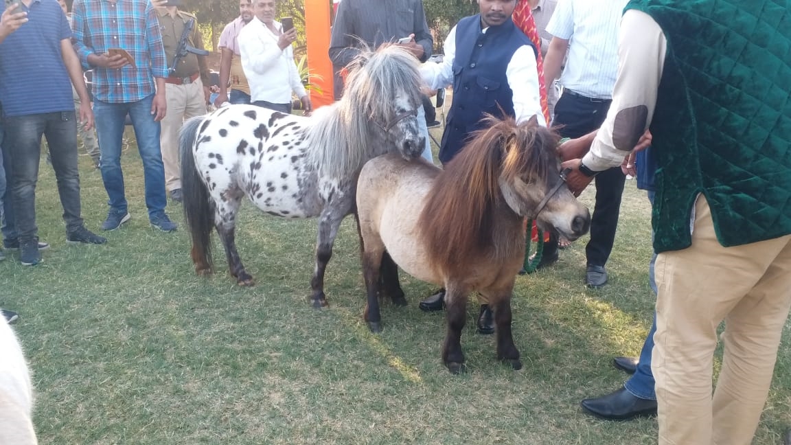 smallest horse falabella in rajasthan Horse Show