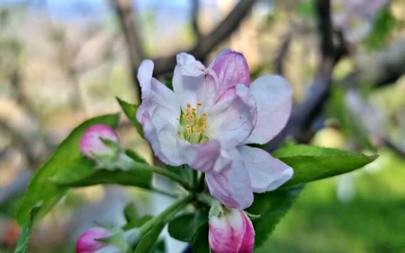 फरवरी माह में सामान्य से ज्यादा तापमान का सीधा असर सेब की फसल पर.