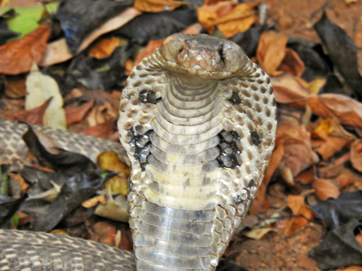 ಒಂದೇ ಕಣ್ಣಿನ ನಾಗರ ಹಾವು ಪತ್ತೆ