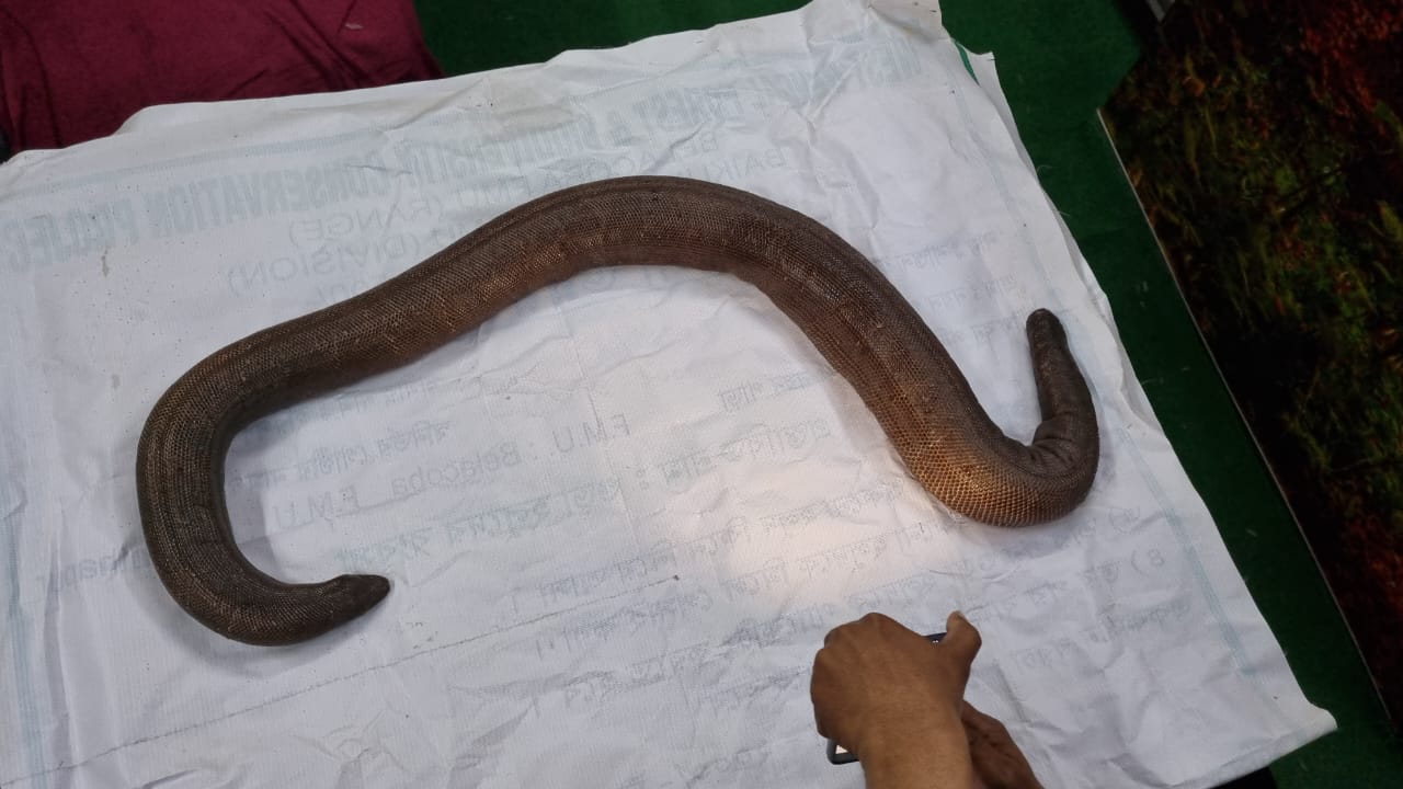 One Crore Value Red Sand Boa Snake