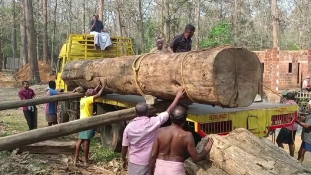 114 Year Old Teak Tree Sold In Lakhs