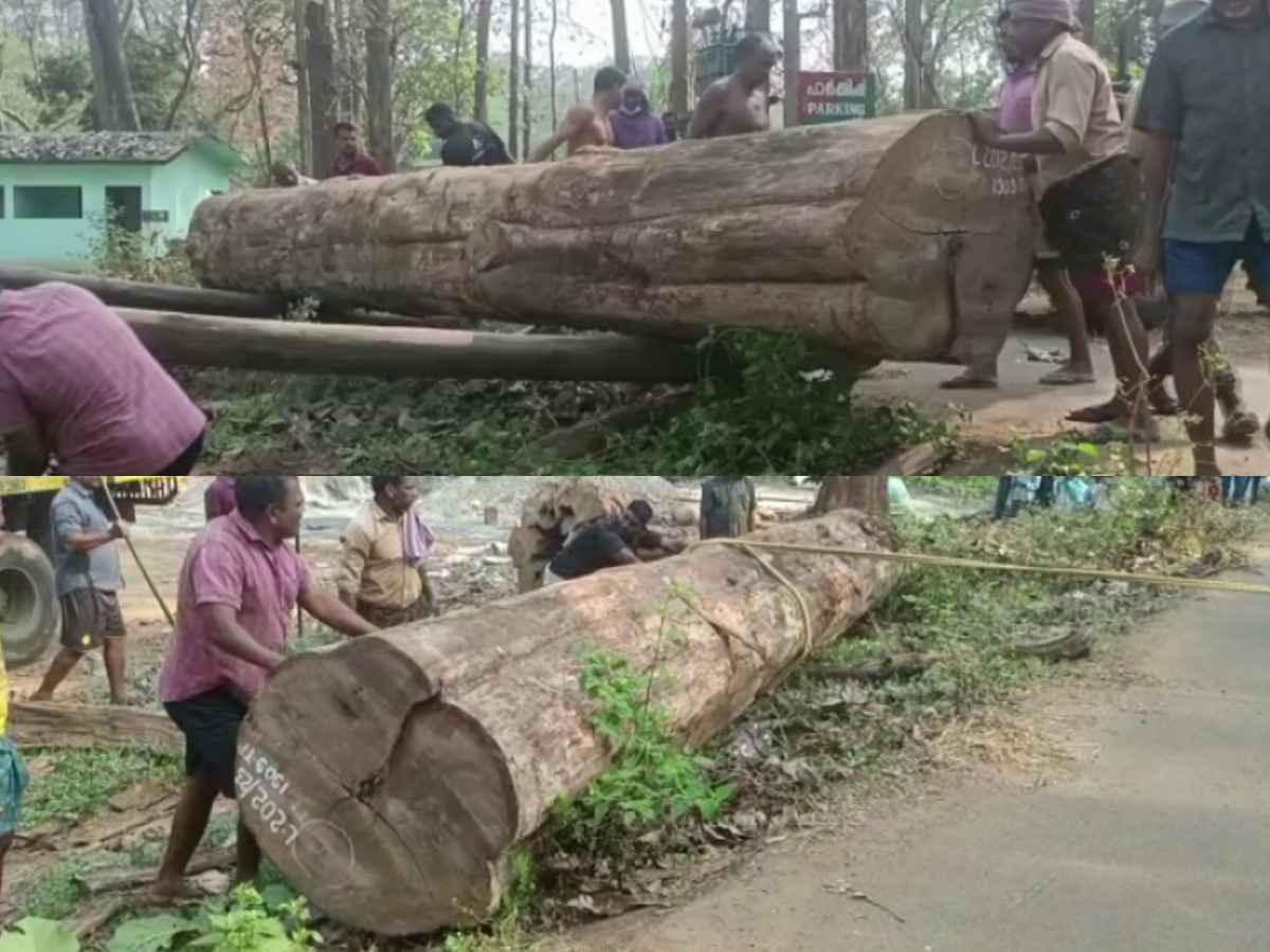 114 Year Old Teak Tree Sold In Lakhs