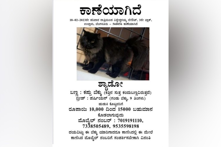 Deepika Das post about cat Shadow