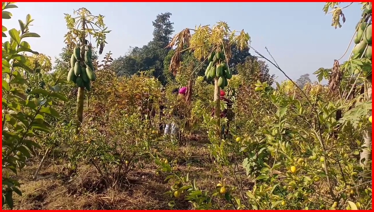 दंपति ने कई तरह के पौधे अपने बगीचे में लगाए हैं