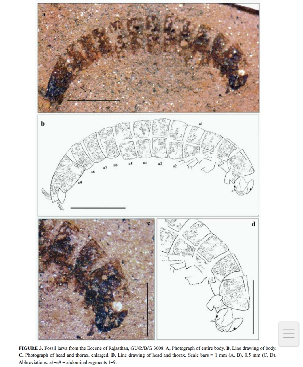 scientists-of-garhwal-university-discovered-50-million-years-old-fossil-of-ant