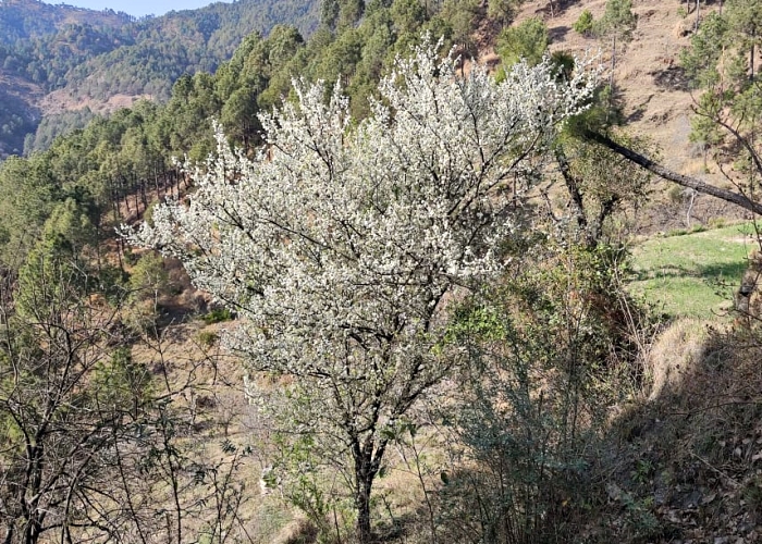 कई क्षेत्रों में समय से पहले स्टोन फ्रूट में खिले फूल.