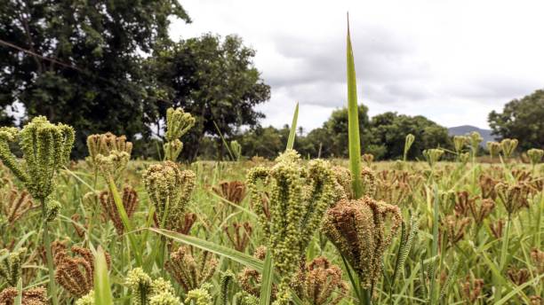 Millet Plant