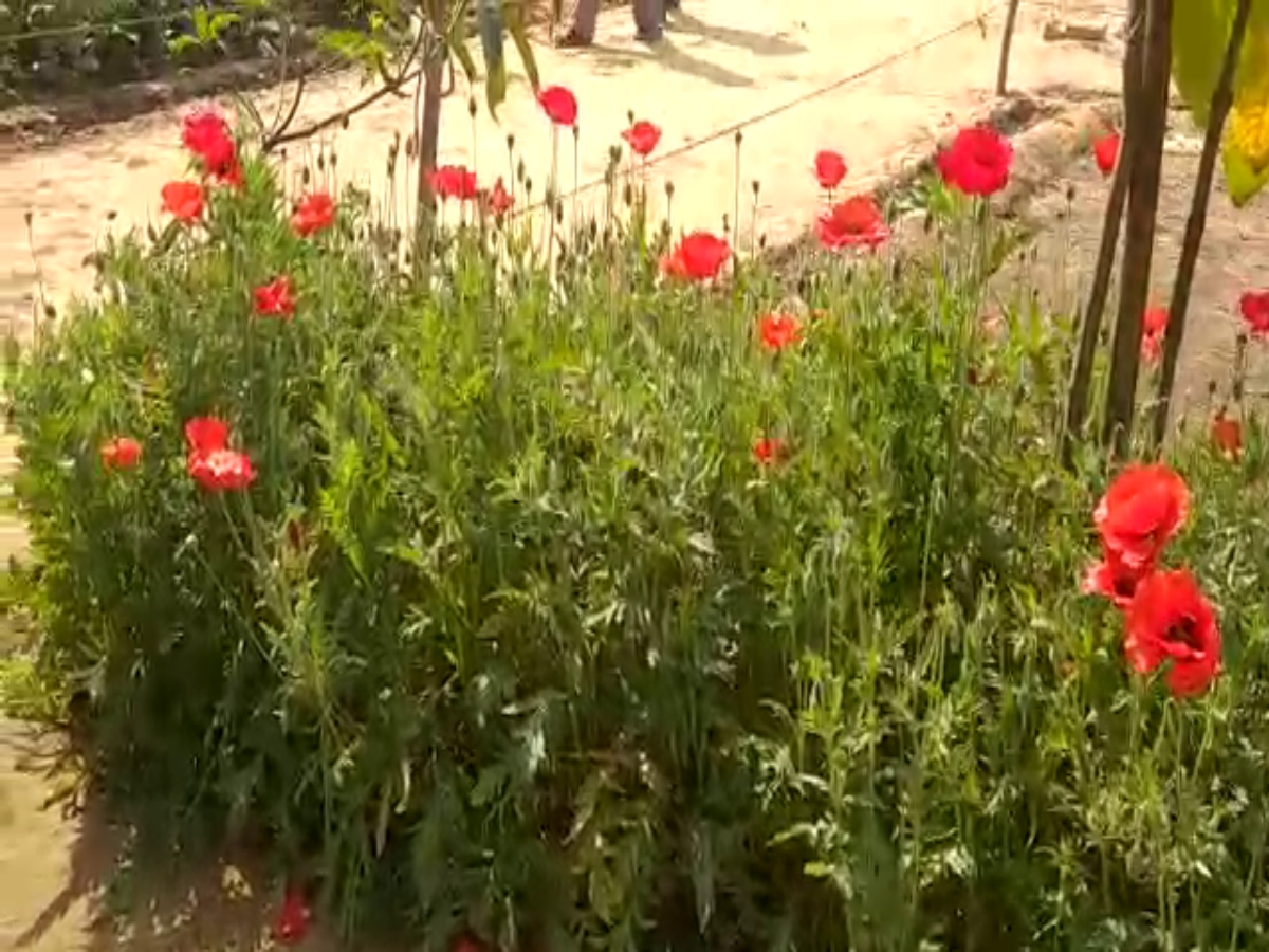 Flower Garden in Bhiwani