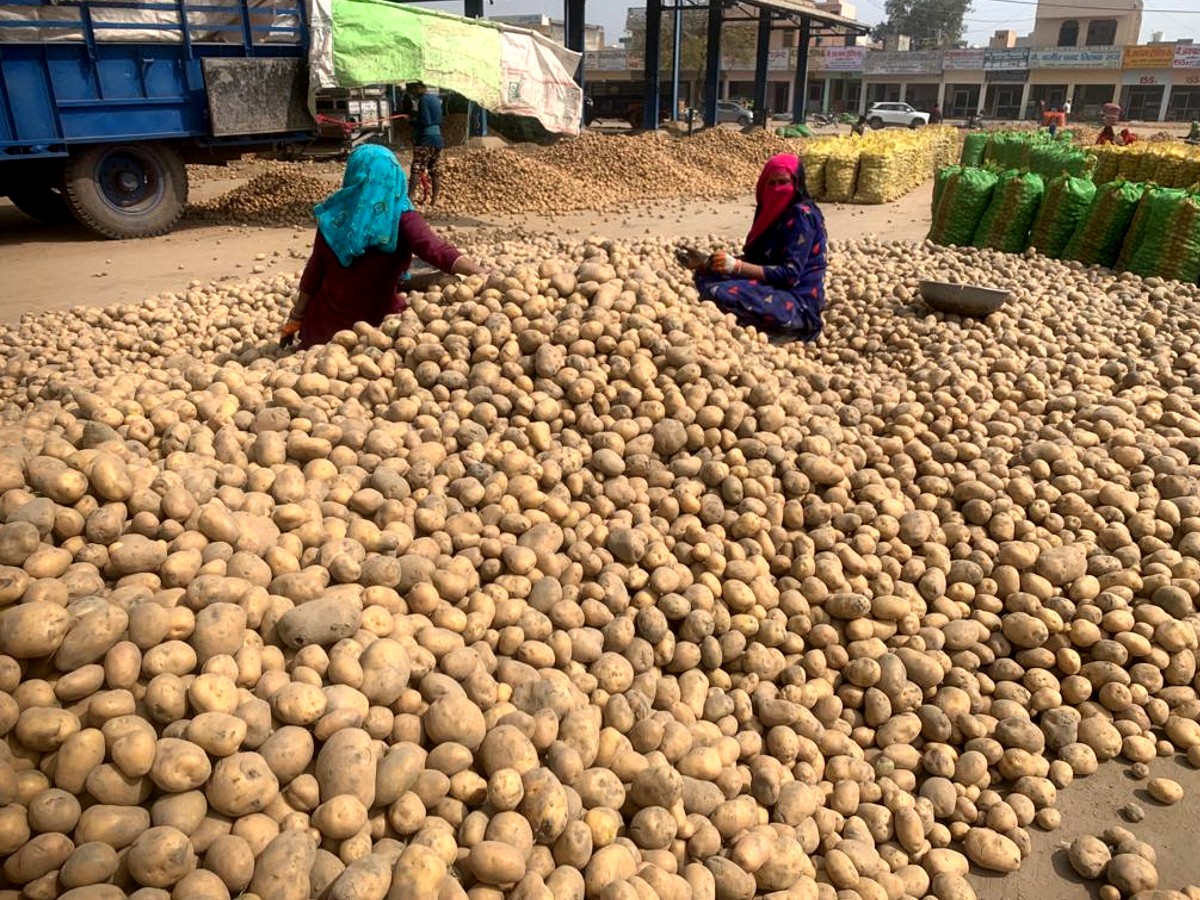 potatoes Wholesale price in Haryana potato prices in Haryana Karnal latest news