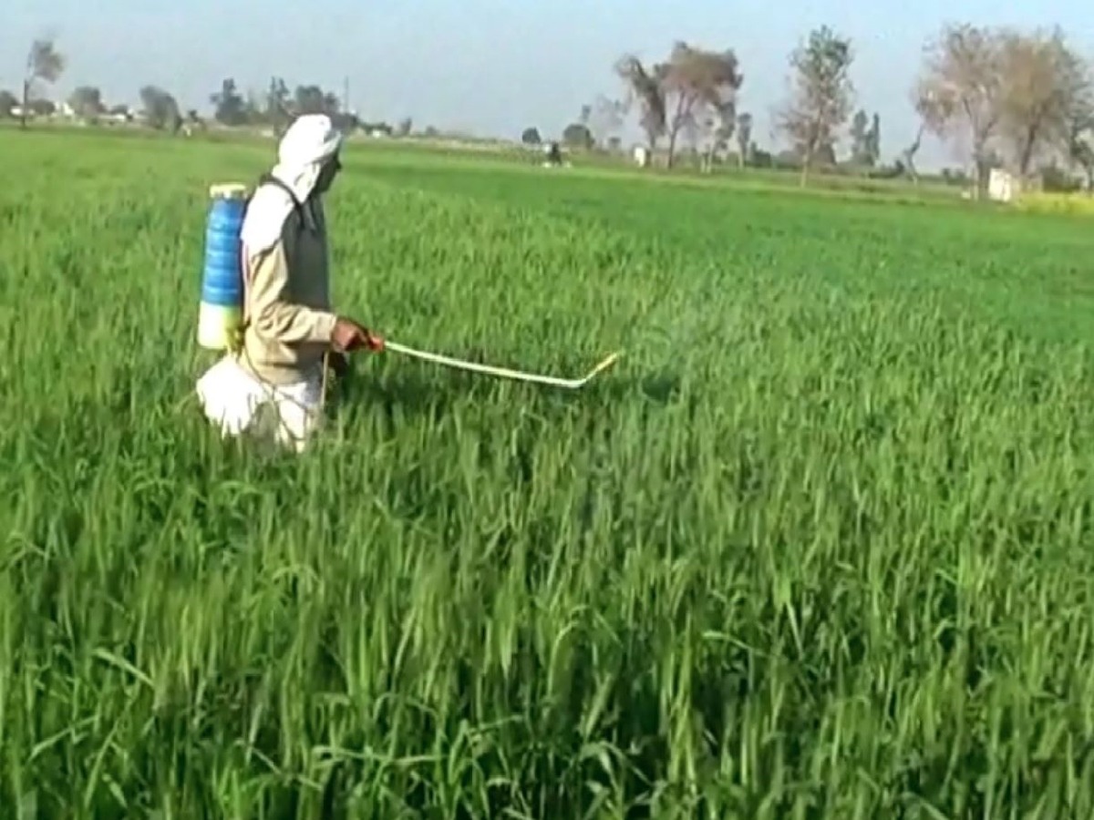 Tela insect in wheat crop in Haryana