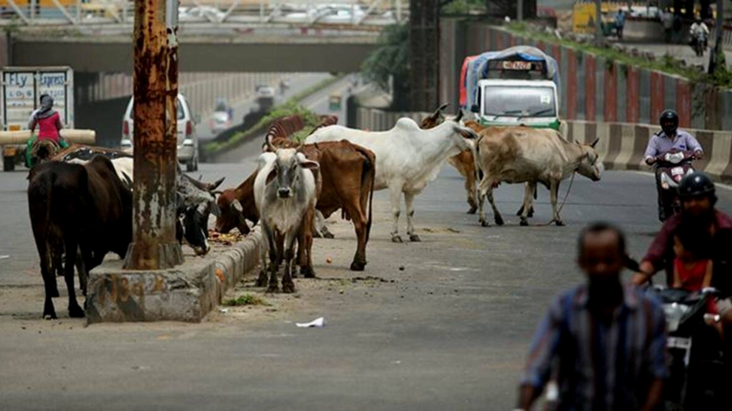 Navsari Viral Video: રખડતી રંજાડ બેફામ, રસ્તા પર થતા આખલા યુદ્ધથી રાહદારીઓ સામે જીવનું જોખમ