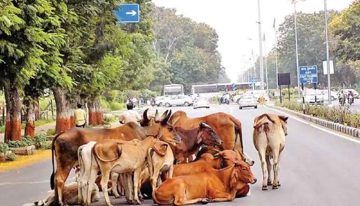 રખડતી રંજાડ બેફામ