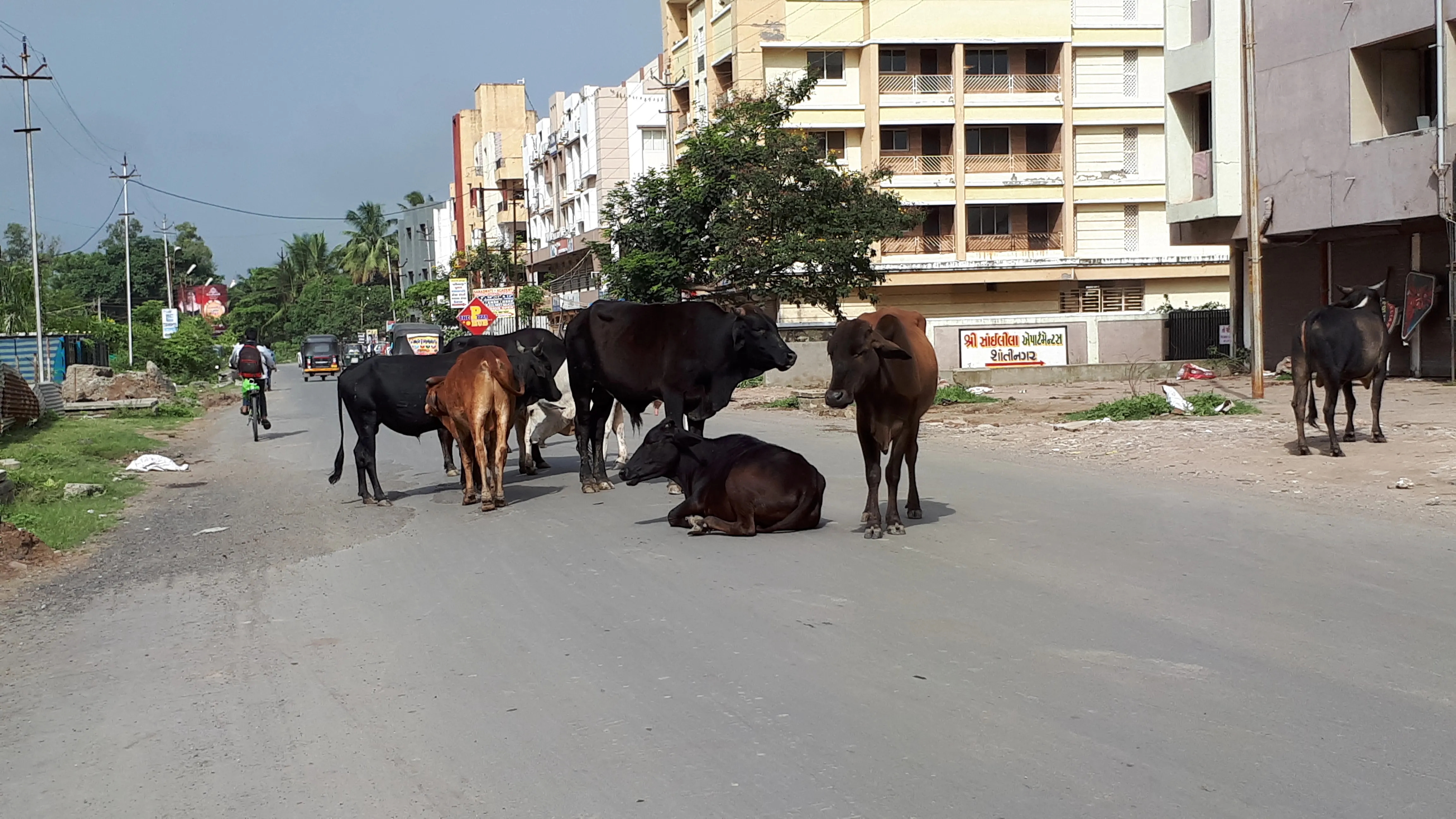 રખડતી રંજાડ બેફામ