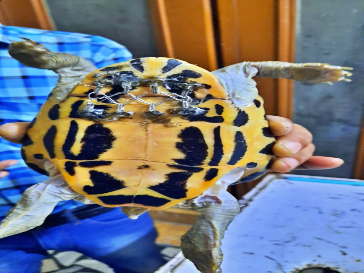 turtle surgery in aligarh