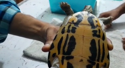 turtle surgery in aligarh