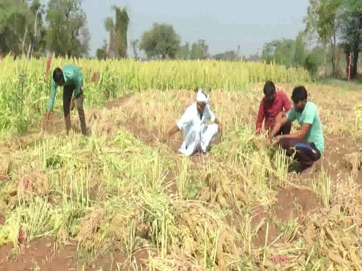 મહેનતનું ફળ બગડતાં ખેડૂતોમાં નિરાશા