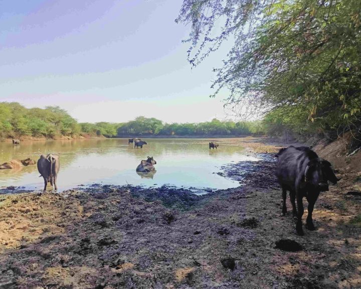 માનવ કરતા પશુ વસ્તી વધારે