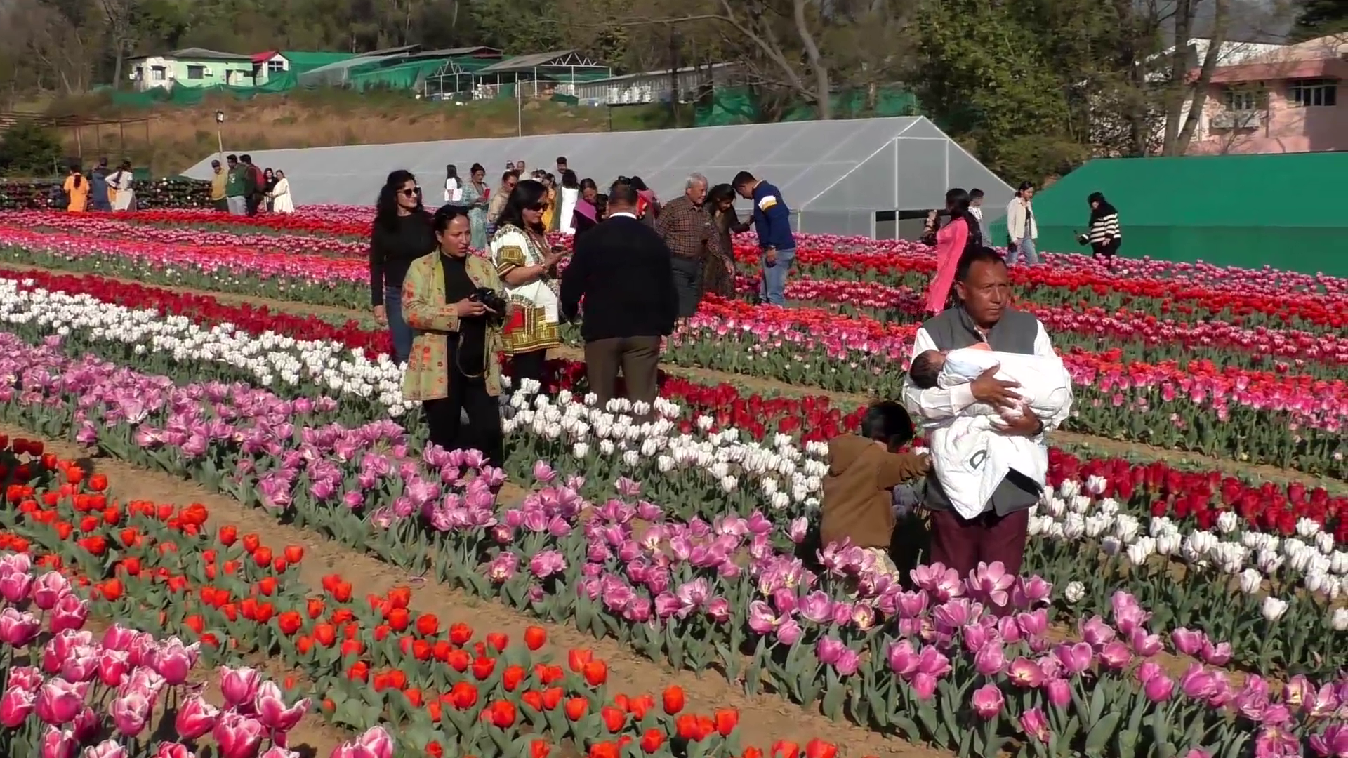 फूल दिला रहे हैं कश्मीर का एहसास, दीदार करने को पहुंच रहे लोग