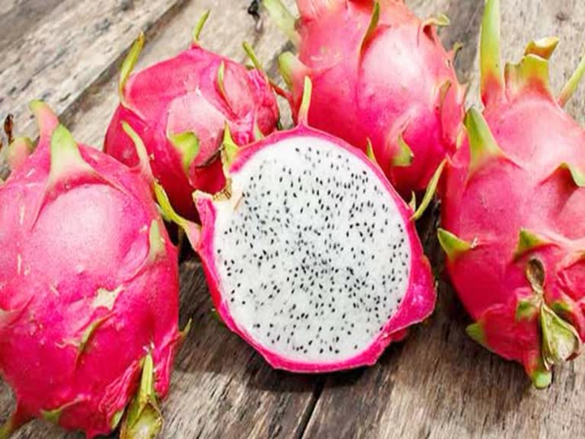 dragon fruit farming in haryana