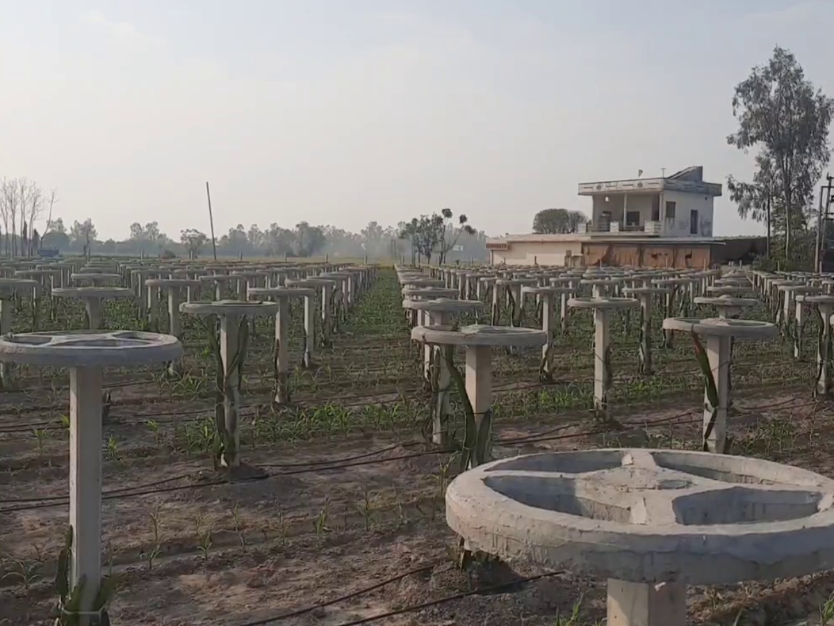 dragon fruit farming in haryana