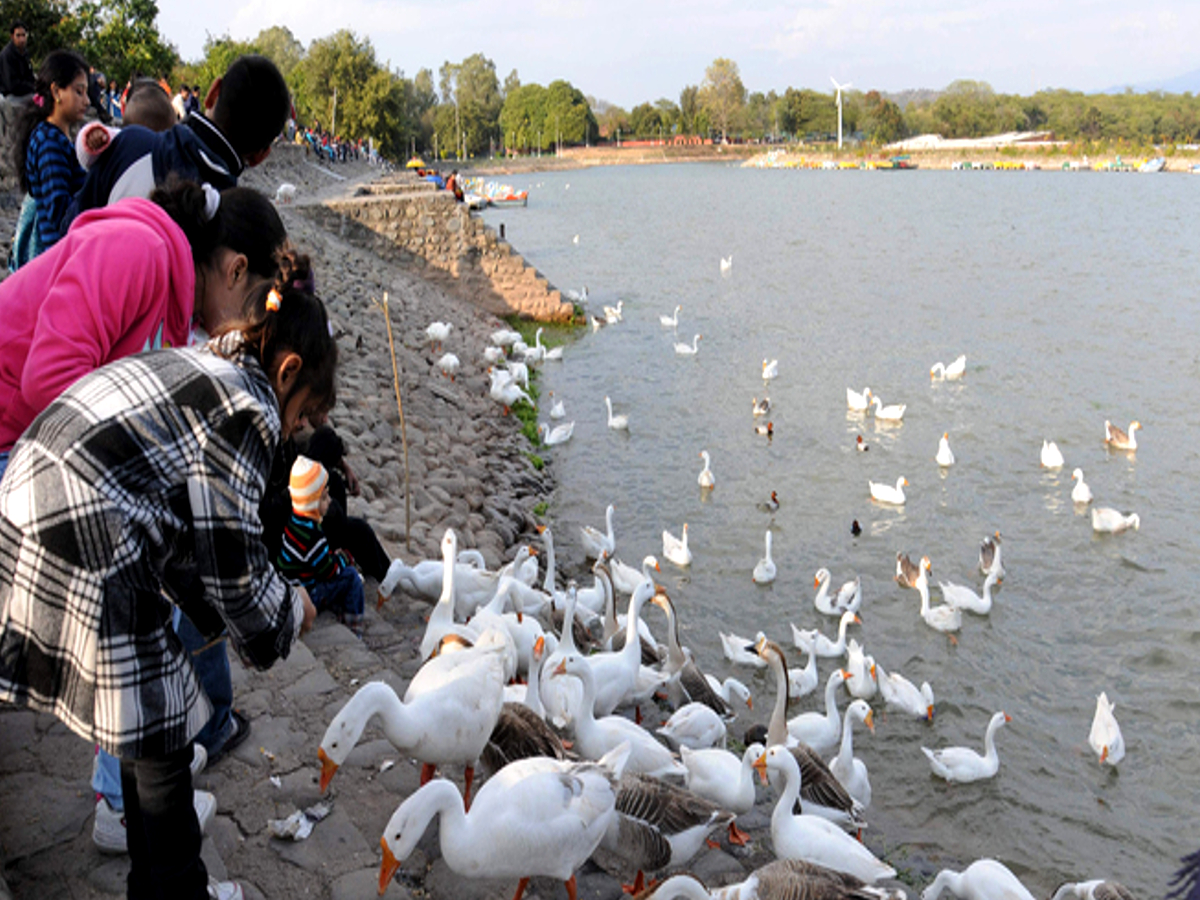 Chandigarh Sukhna Lake Big fishes extracted from Sukhna Lake Fisheries Department Chandigarh Latest News
