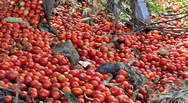 chhindwara farmer throw tomato after getting loss