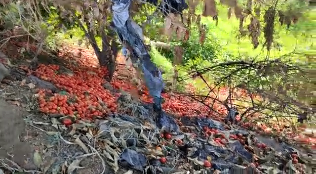 chhindwara farmer throw tomato after getting loss