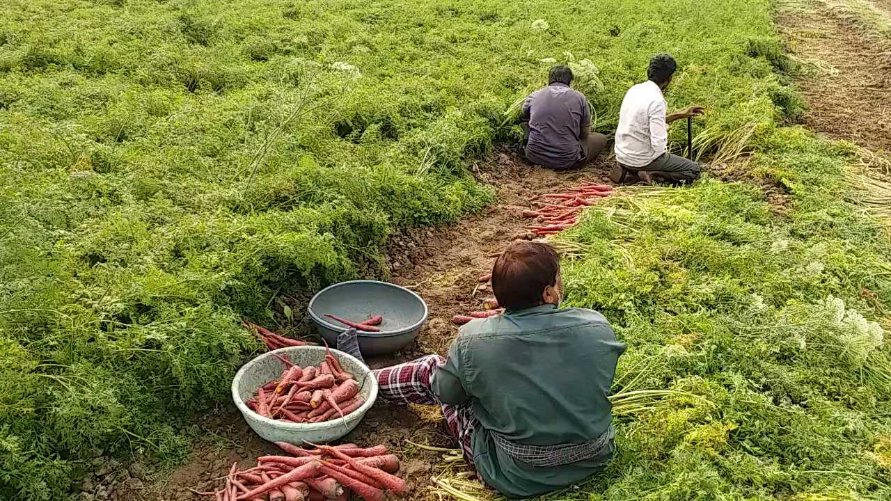 ગાજરની ખેતી ખેડૂતો માટે પણ લાભકારક