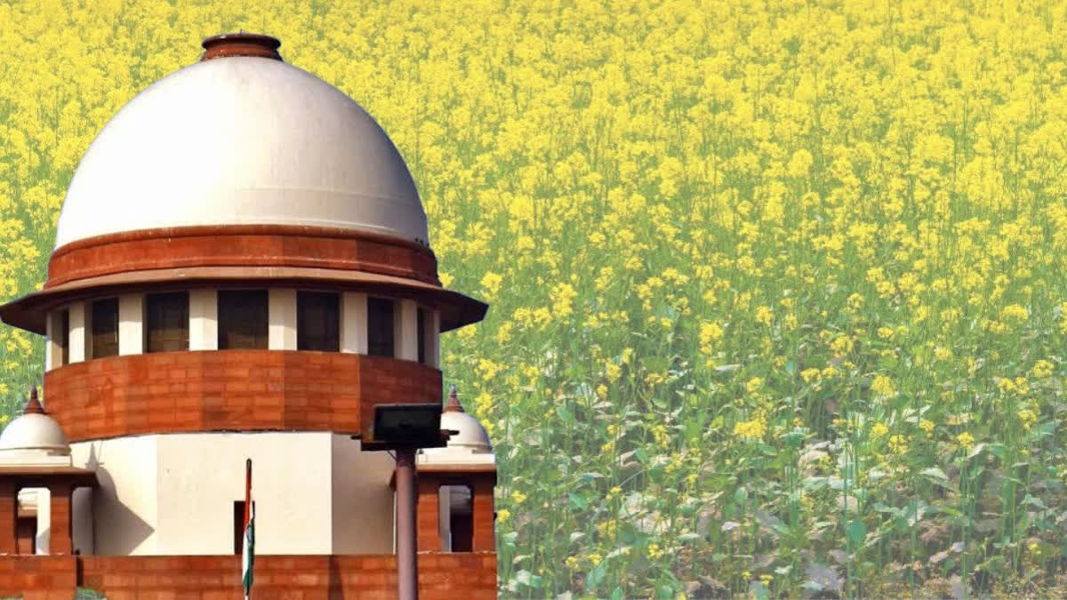 Th Supreme Court has halted the release of GM mustard crop in the envirom