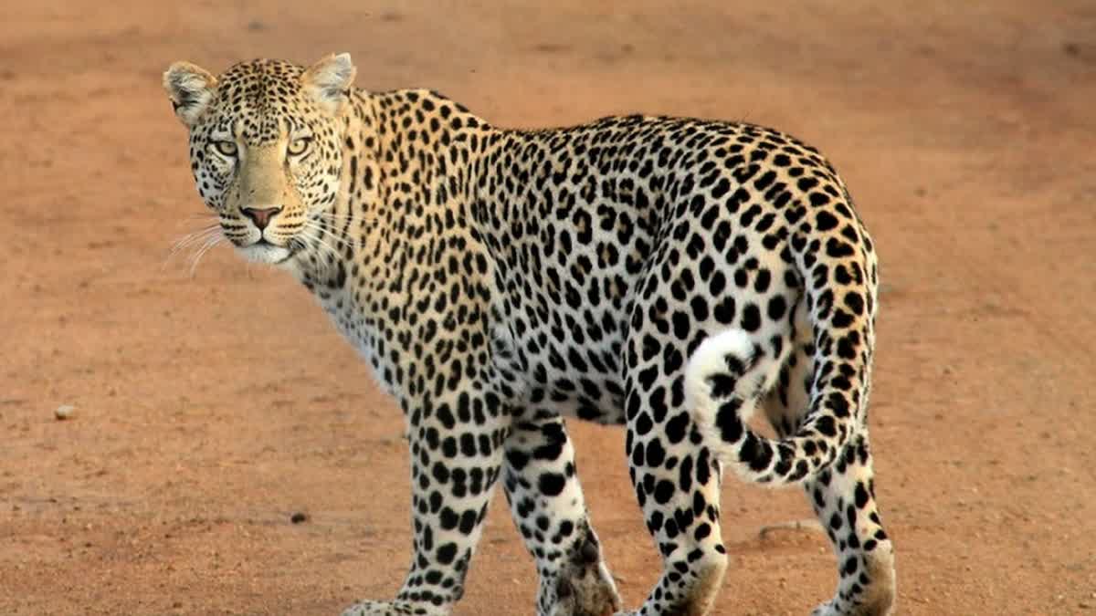 Indore Work From Home after leopard spotted