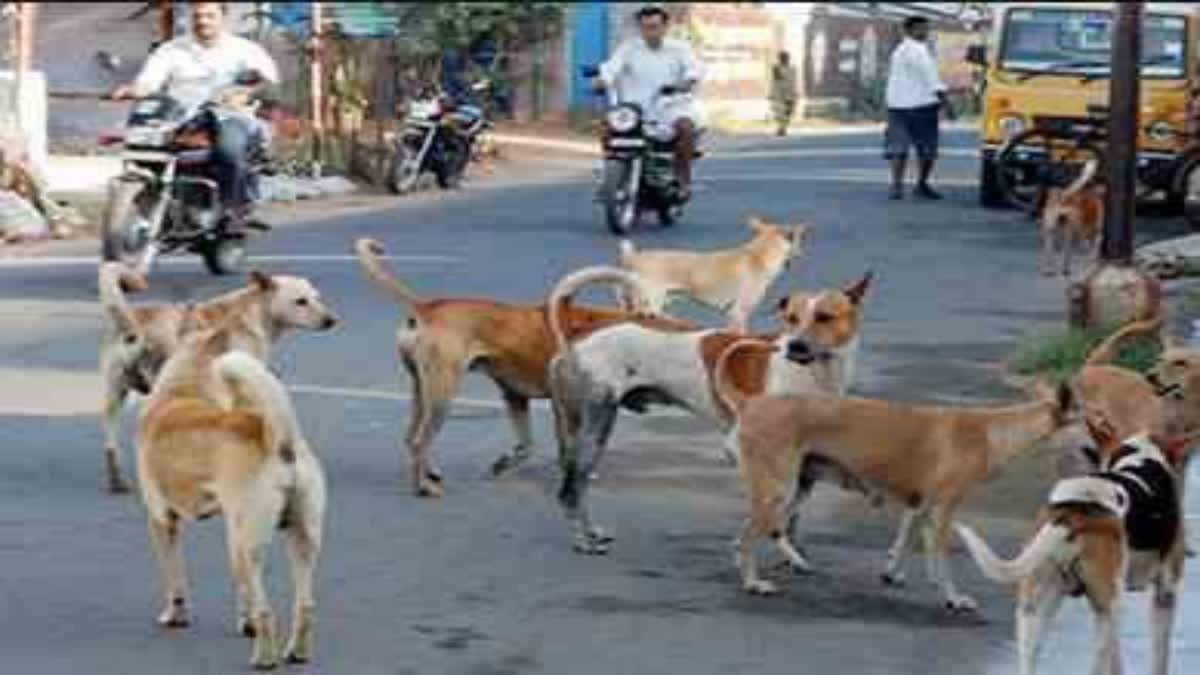 Stray Dogs in Panchkula