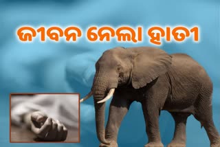 Elephant terror in jajpur