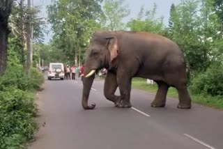 Wild Elephant in Locality