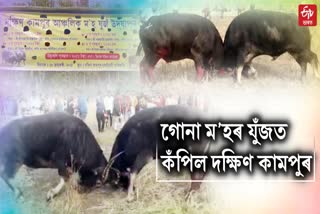 kampur Buffalo fight