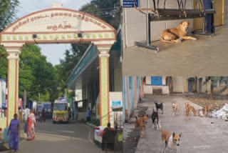 Kanchipuram Government Hospital infested by stray dogs