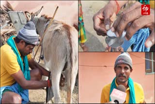 தருமபுரியில் அமோகமாக நடைபெறும் கழுதைப்பால் விற்பனை