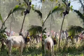 vanniyanviduthi-jallikattu-man-who-climbed-a-tree-for-fear-of-a-bull