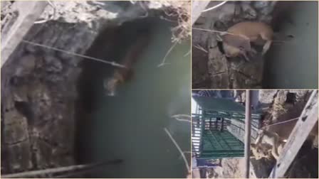 Lioness Rescue : શિકારની પાછળ દોડતી વખતે ખુલ્લા કૂવામાં ખાબકેલી સિહણનું રેસ્ક્યુ, વનવિભાગે કરી ભારે જહેમત