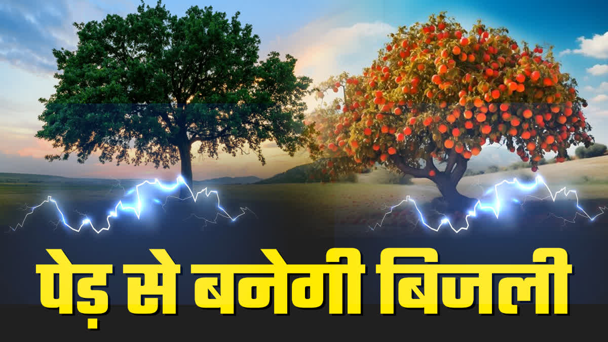 up uttar pradesh root reactor built tree give electricity along with fruits.