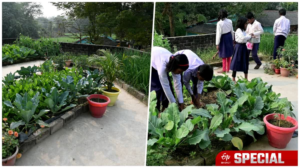 kitchen garden in School