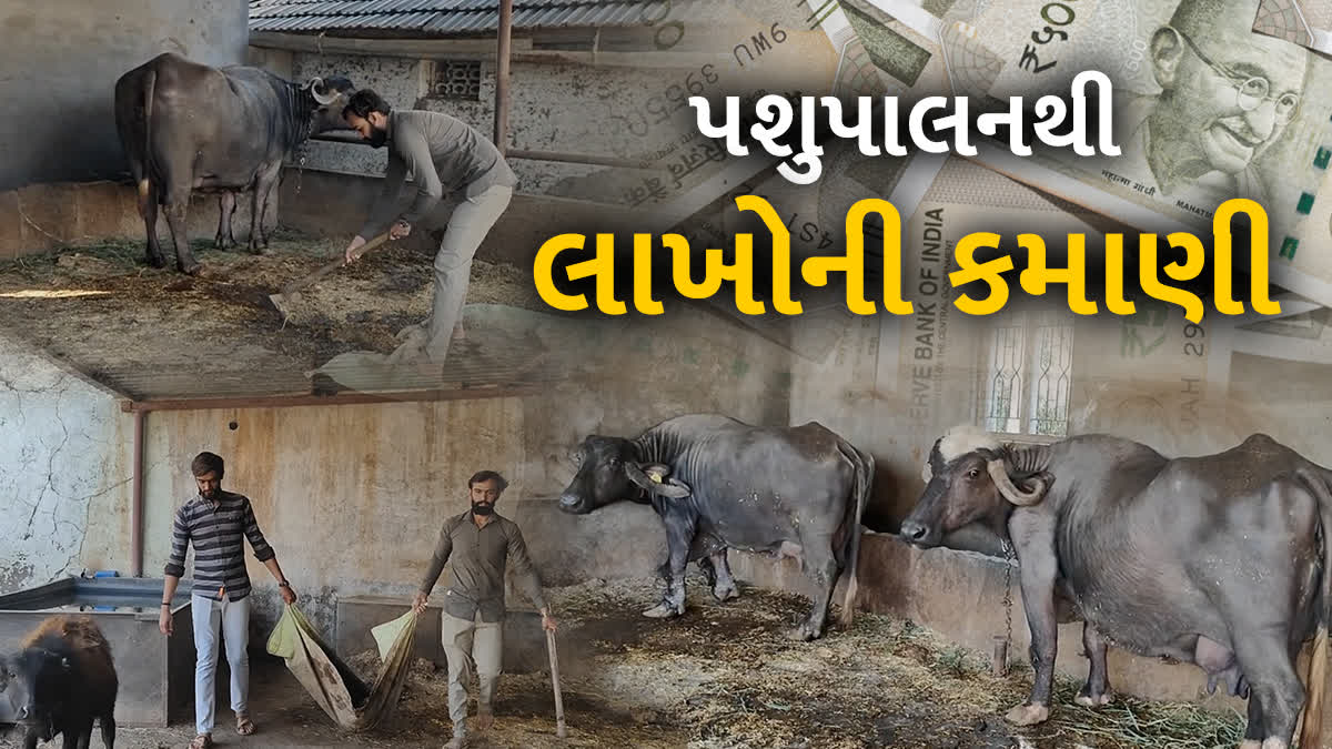 અમરેલીનો યુવા પશુપાલક અભી દુધાત પશુપાલન કરી લાખોની આવક મેળવે છે.