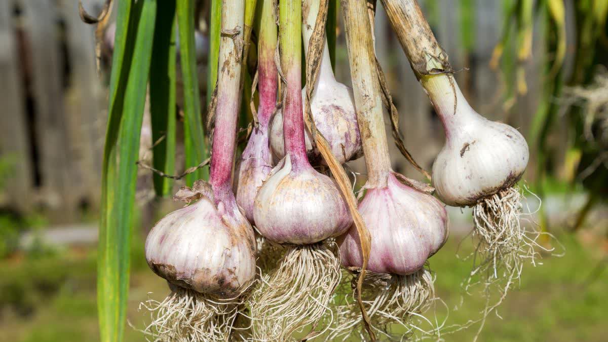 GARLIC BENEFITS  GARLIC FARMING  വെളുത്തുള്ളി വളര്‍ത്തല്‍ ടിപ്‌സ്  FARMING TIPS MALAYALAM