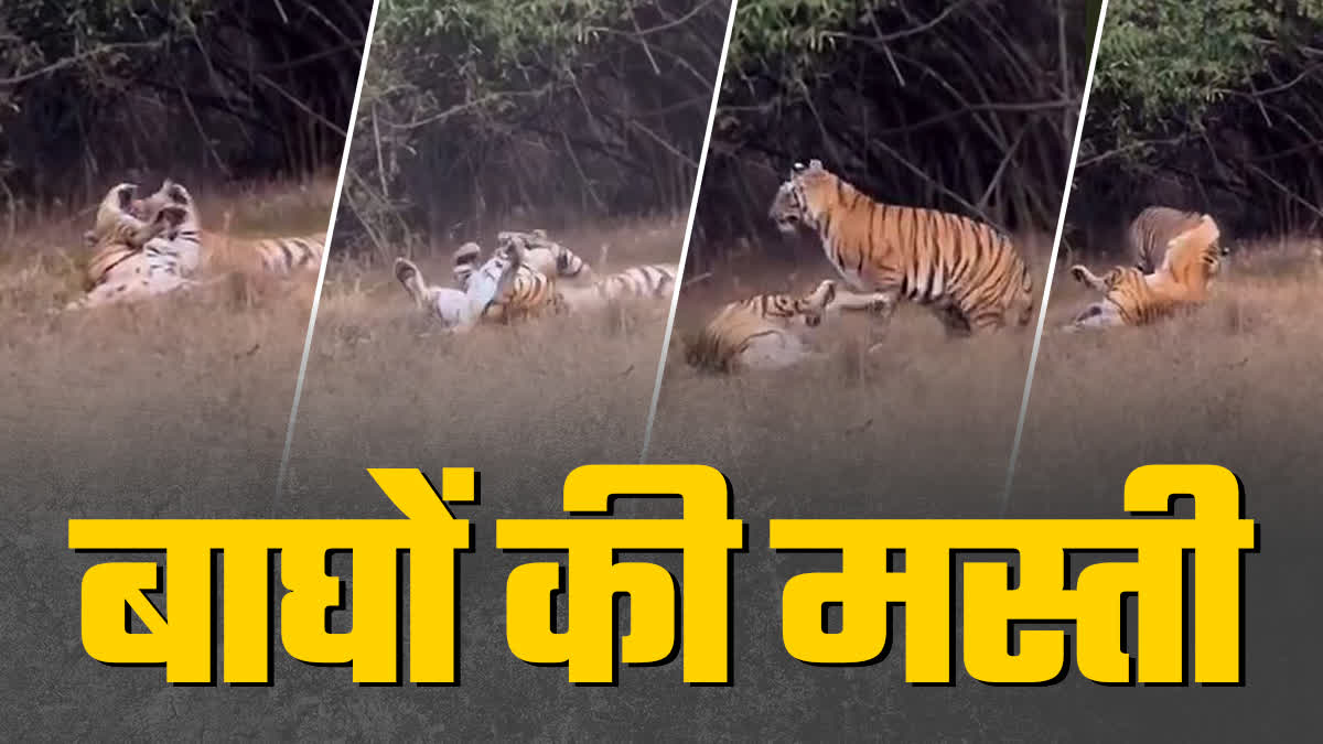 BANDHAVGARH FUN VIDEO TIGRESS CUB