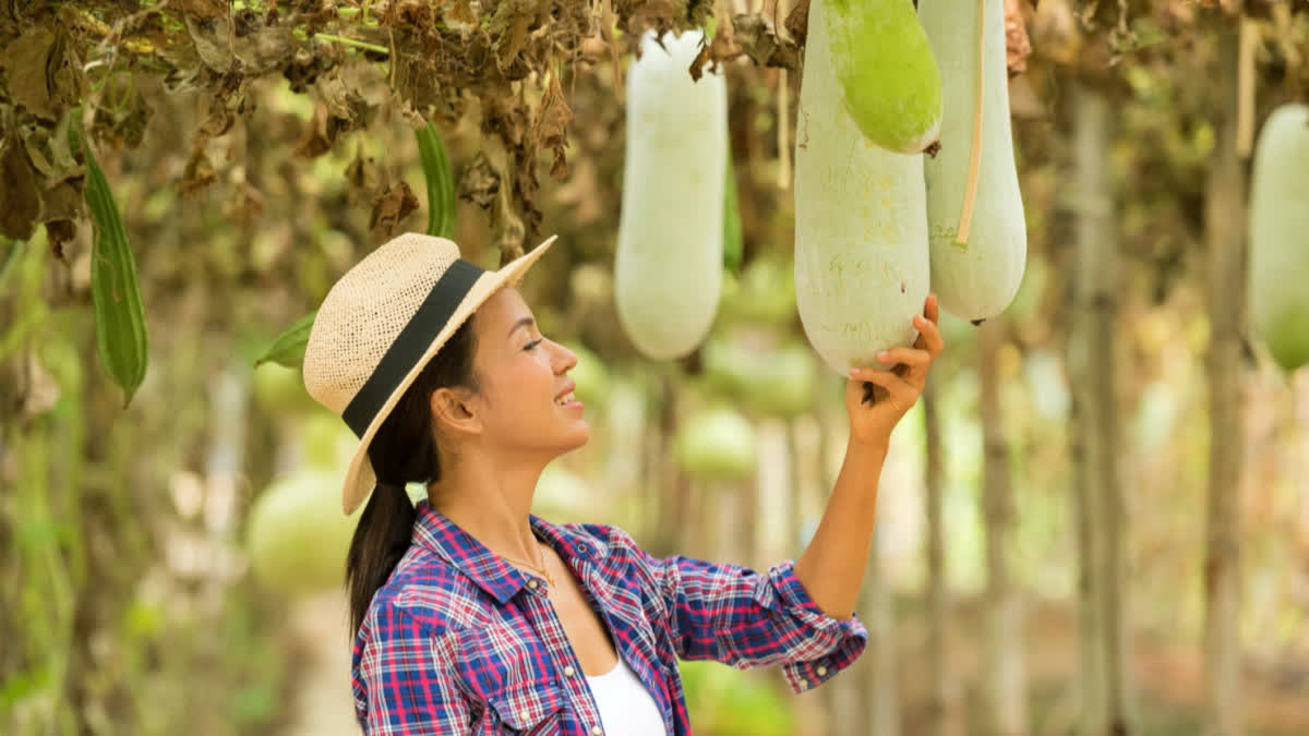 Ash gourd