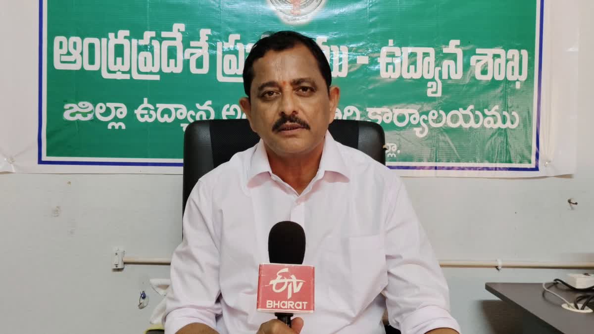 Nellore Horticulture Officer Subbareddy On Bamboo Cultivation